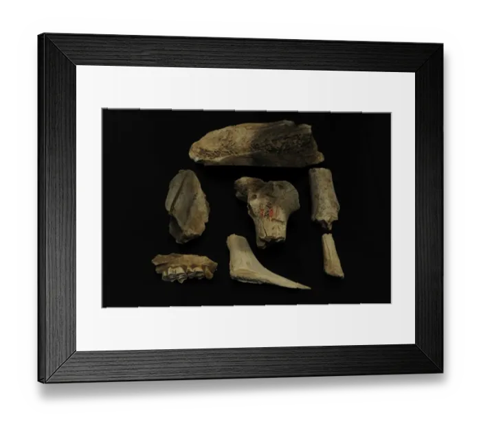 Framed Print : Tools of flint and animal bones. Performed by Homo sapiens Framed Print : Tools of flint and animal bones. Performed by Homo sapiens
