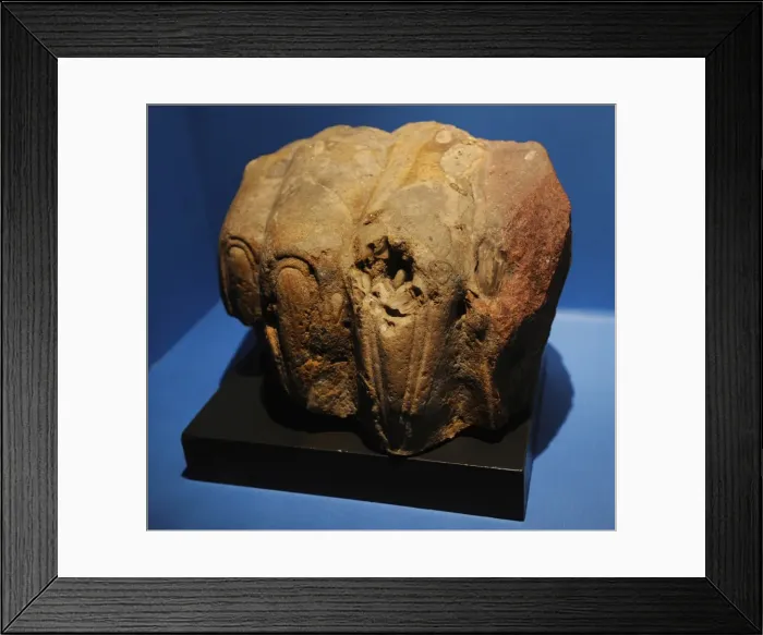 Framed Print : Sphinxs paw from Memphis. 2000-1000 BC. Egypt Framed Print : Sphinxs paw from Memphis. 2000-1000 BC. Egypt