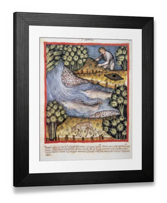 Framed Print : Tacuinum Sanitatis. 14th century. Medieval handbook of healt Framed Print : Tacuinum Sanitatis. 14th century. Medieval handbook of healt