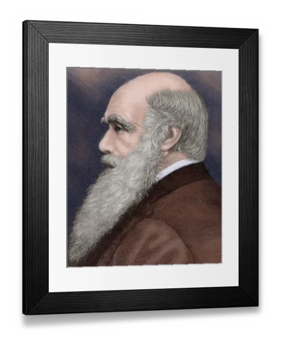 Framed Print : Charles Robert Darwin (1809-1882) British naturalist. Colore Framed Print : Charles Robert Darwin (1809-1882) British naturalist. Colore