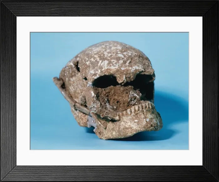 Framed Print : Skull of Bobila Madurell. Spain. End of the 3rd millennium B Framed Print : Skull of Bobila Madurell. Spain. End of the 3rd millennium B