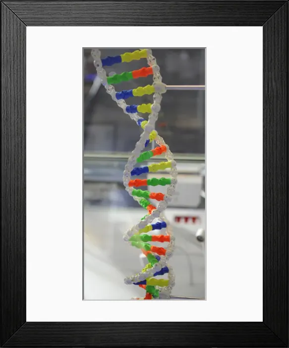 Framed Print : DNA. Deoxyribonucleic acid, model Framed Print : DNA. Deoxyribonucleic acid, model