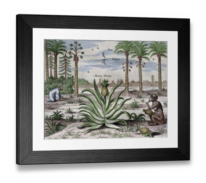 Framed Print : Athanasius Kircher (1601 / 1602A?i?1680). German Jesuit schol Framed Print : Athanasius Kircher (1601 / 1602A?i?1680). German Jesuit schol