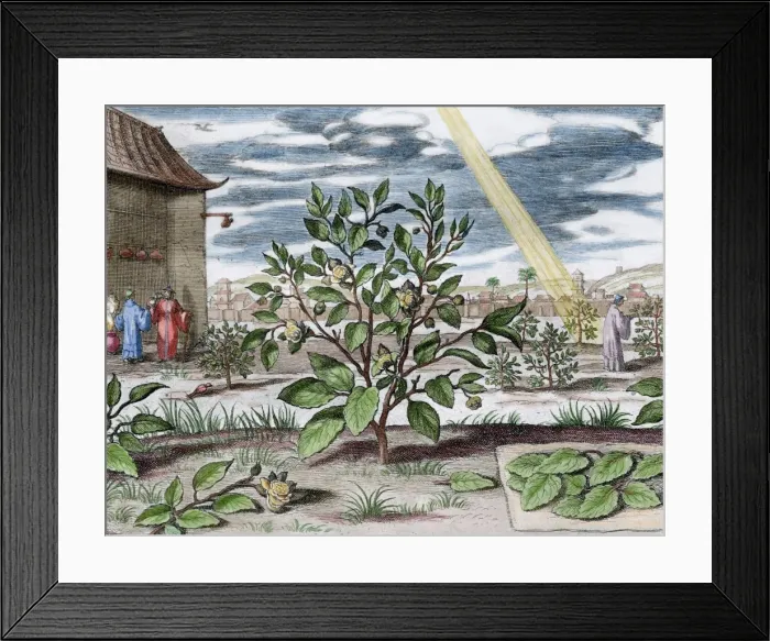 Framed Print : Athanasius Kircher (1601 / 1602A?i?1680). German Jesuit schol Framed Print : Athanasius Kircher (1601 / 1602A?i?1680). German Jesuit schol