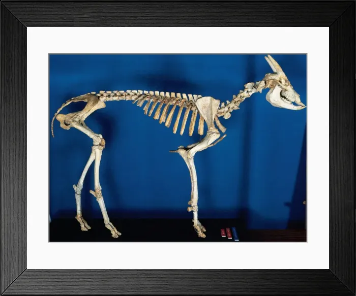 Framed Print : Skeleton of Myotragus balearicus. Spain Framed Print : Skeleton of Myotragus balearicus. Spain