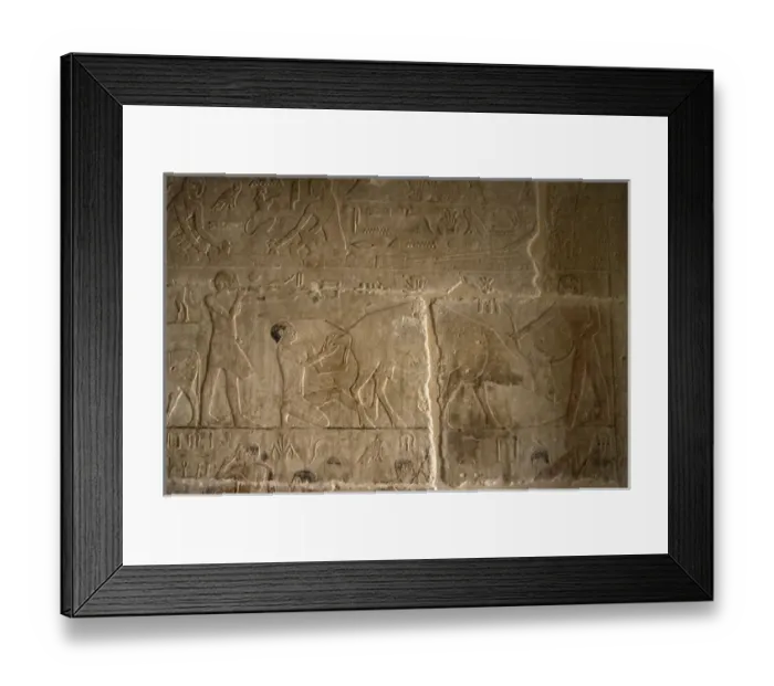 Framed Print : Mastaba of Nefer and Kahay. Relief. Two ranchers attending t Framed Print : Mastaba of Nefer and Kahay. Relief. Two ranchers attending t