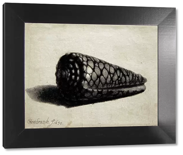 The Shell (Conus marmoreus), 1650, by Rembrandt (1606-1669)
