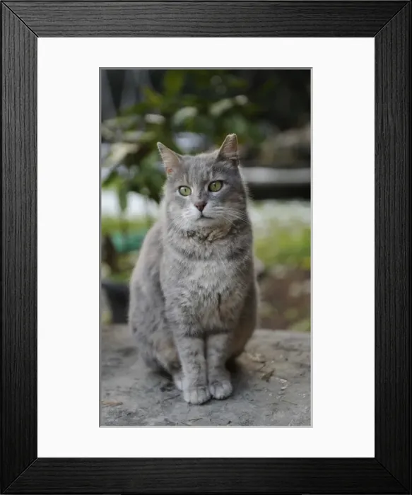 Framed Print : Cat Framed Print : Cat