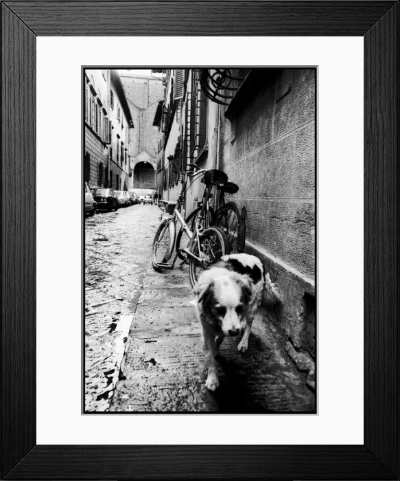 Framed Print : Dog bike alley, Florence, Italy Framed Print : Dog bike alley, Florence, Italy
