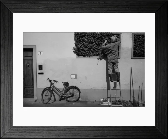 Framed Print : Man on ladder, gardener, bicycle, Florence, Italy Framed Print : Man on ladder, gardener, bicycle, Florence, Italy