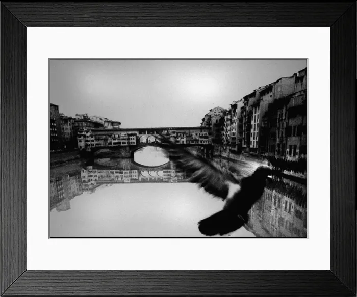 Framed Print : Pigeon, Ponte Vecchio, Florence, Italy Framed Print : Pigeon, Ponte Vecchio, Florence, Italy