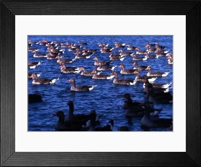 Framed Print : Greylag geese on a lake