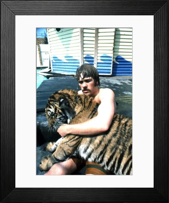 Framed Print : Man and tiger by swimming pool Framed Print : Man and tiger by swimming pool