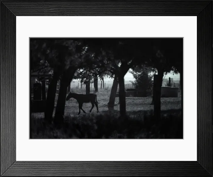 Framed Print : Foal amongst trees, Normandy Framed Print : Foal amongst trees, Normandy