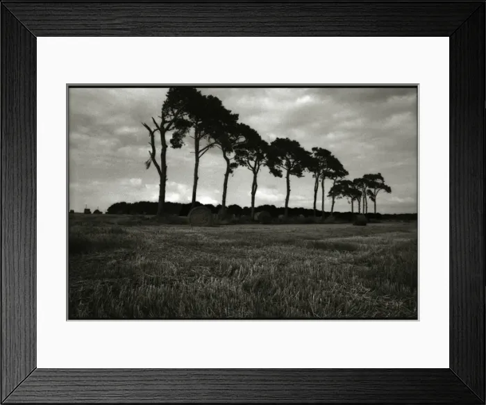 Framed Print : Trees and field landscape Normany Framed Print : Trees and field landscape Normany