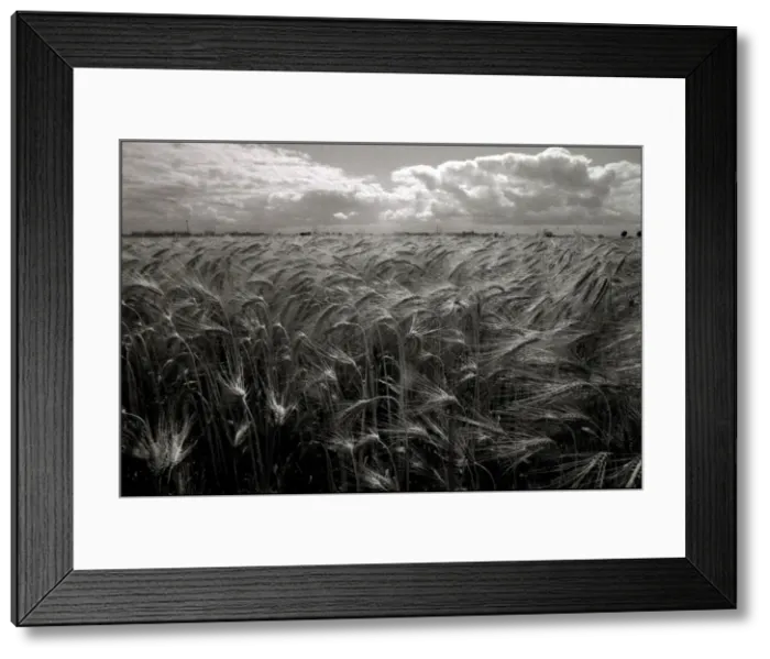 Framed Print : Wheat field Northern, France Framed Print : Wheat field Northern, France
