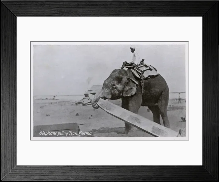 Framed Print : Elephant piling Teak - Myanmar Framed Print : Elephant piling Teak - Myanmar