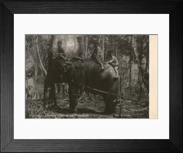 Framed Print : Tuskless Elephant trained in Myanmar Framed Print : Tuskless Elephant trained in Myanmar
