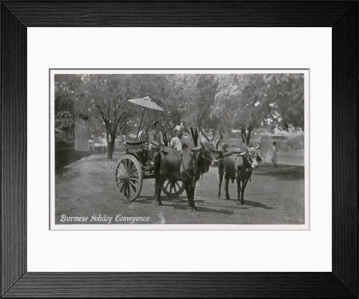 Framed Print : A Burmese Bullock Carriage - A Holiday Conveyance Framed Print : A Burmese Bullock Carriage - A Holiday Conveyance