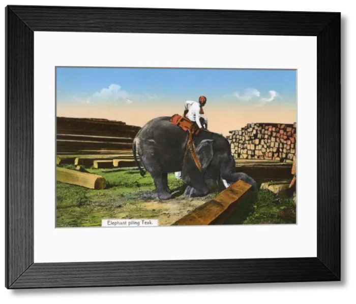 Framed Print : Elephant piling Teak - Myanmar Framed Print : Elephant piling Teak - Myanmar