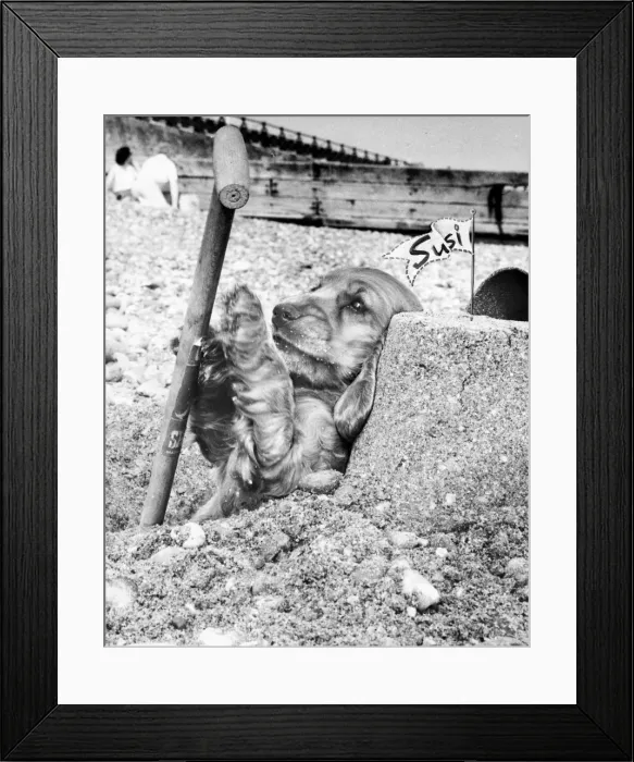 Framed Print : Susi - (insert) Framed Print : Susi - (insert)