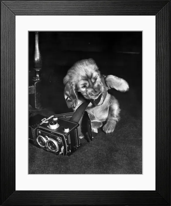 Framed Print : Susi - (insert) Framed Print : Susi - (insert)