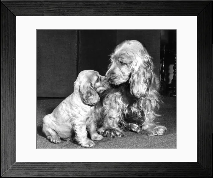 Framed Print : Susi - (insert) Framed Print : Susi - (insert)