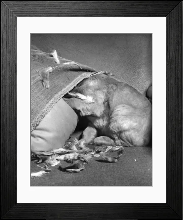 Framed Print : Susi - (insert) Framed Print : Susi - (insert)