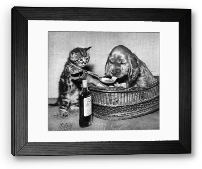 Framed Print : Susi - kitten administering medicine Framed Print : Susi - kitten administering medicine