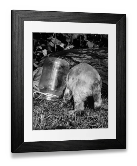 Framed Print : Susi - (insert) Framed Print : Susi - (insert)