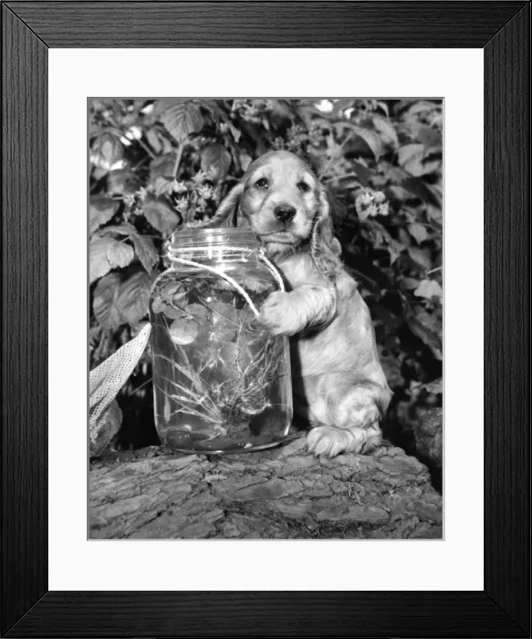 Framed Print : Susi - (insert) Framed Print : Susi - (insert)