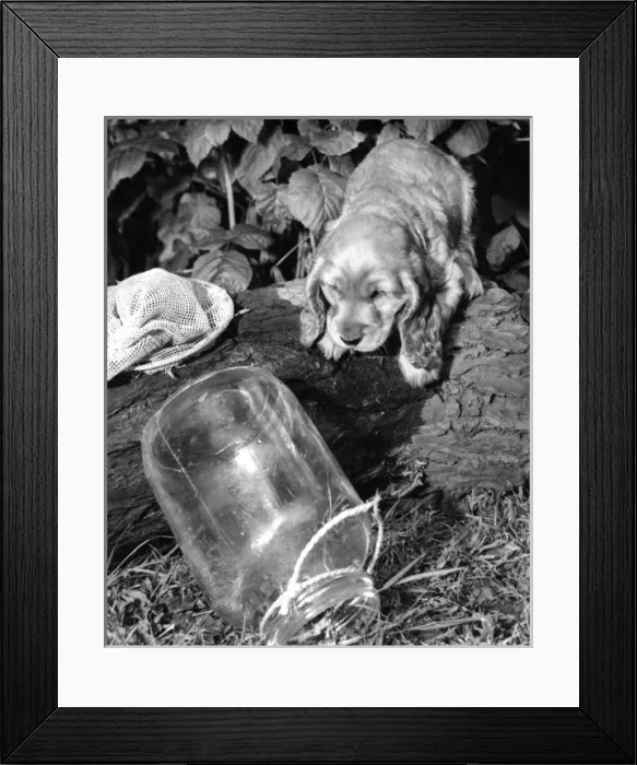 Framed Print : Susi - (insert) Framed Print : Susi - (insert)
