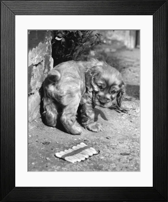 Framed Print : Susi - (insert) Framed Print : Susi - (insert)