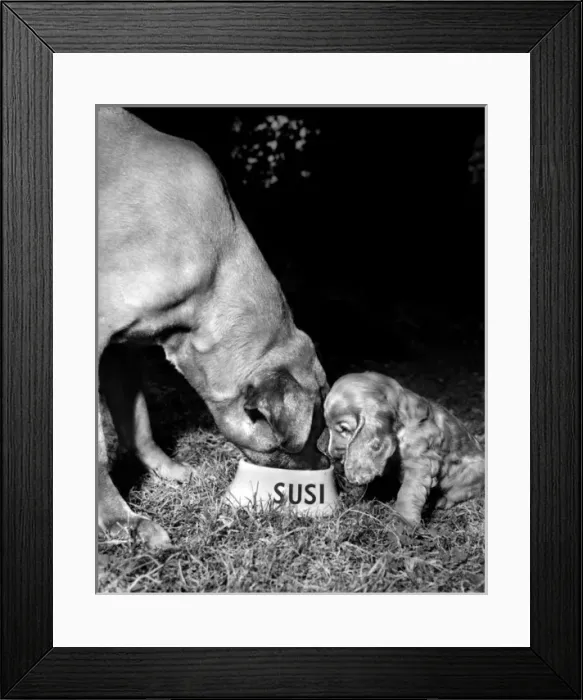 Framed Print : Susi - (insert) Framed Print : Susi - (insert)