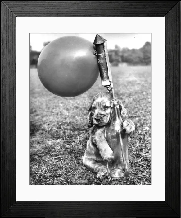 Framed Print : Susi - (insert) Framed Print : Susi - (insert)