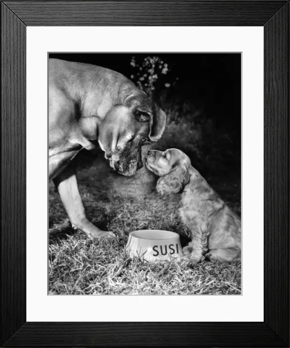 Framed Print : Susi - (insert) Framed Print : Susi - (insert)