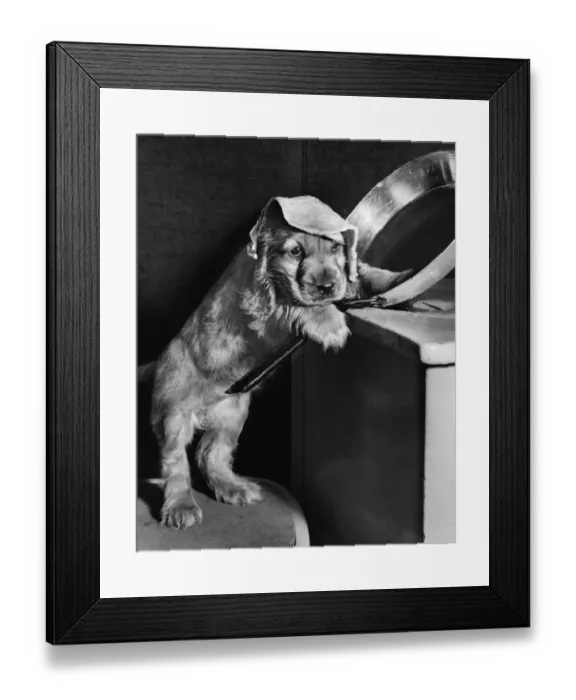 Framed Print : Susi - (insert) Framed Print : Susi - (insert)