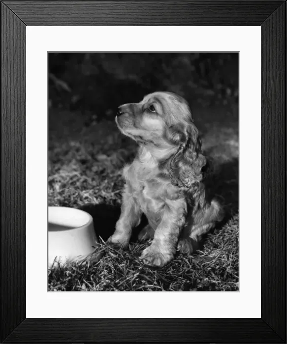 Framed Print : Susi - (insert) Framed Print : Susi - (insert)