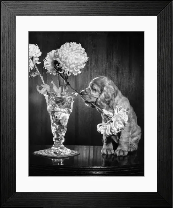 Framed Print : Susi - (insert) Framed Print : Susi - (insert)