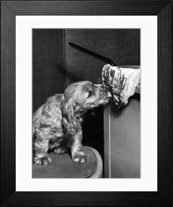 Framed Print : Susi - (insert) Framed Print : Susi - (insert)
