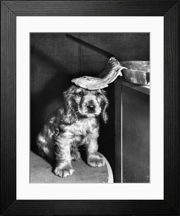 Framed Print : Susi - (insert) Framed Print : Susi - (insert)