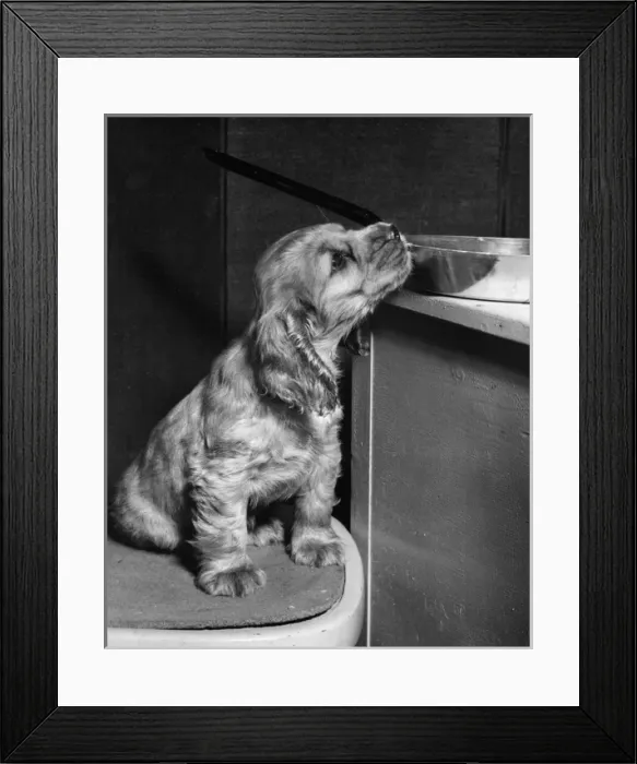 Framed Print : Susi - (insert) Framed Print : Susi - (insert)
