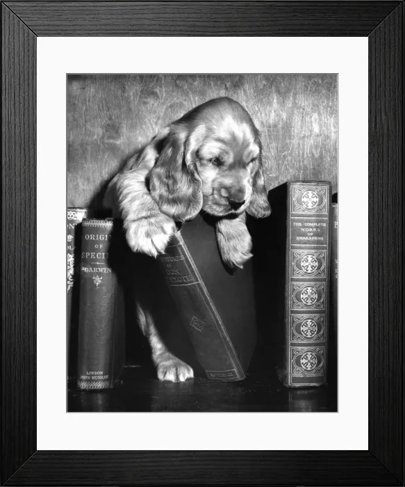 Framed Print : Susi - (insert) Framed Print : Susi - (insert)