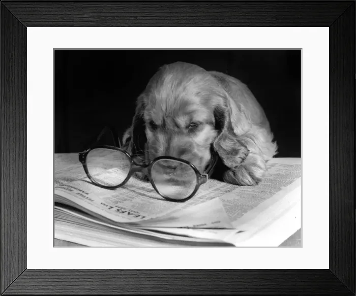 Framed Print : Susi - (insert) Framed Print : Susi - (insert)