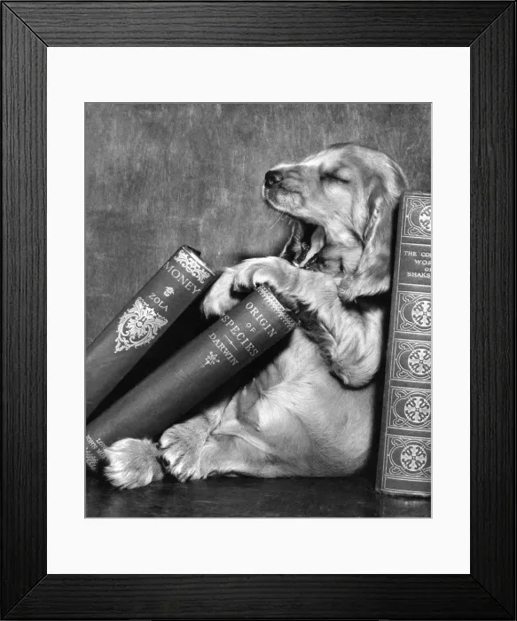 Framed Print : Susi - (insert) Framed Print : Susi - (insert)
