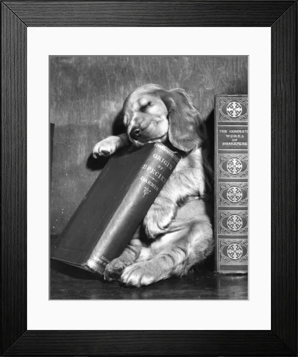 Framed Print : Susi - (insert) Framed Print : Susi - (insert)