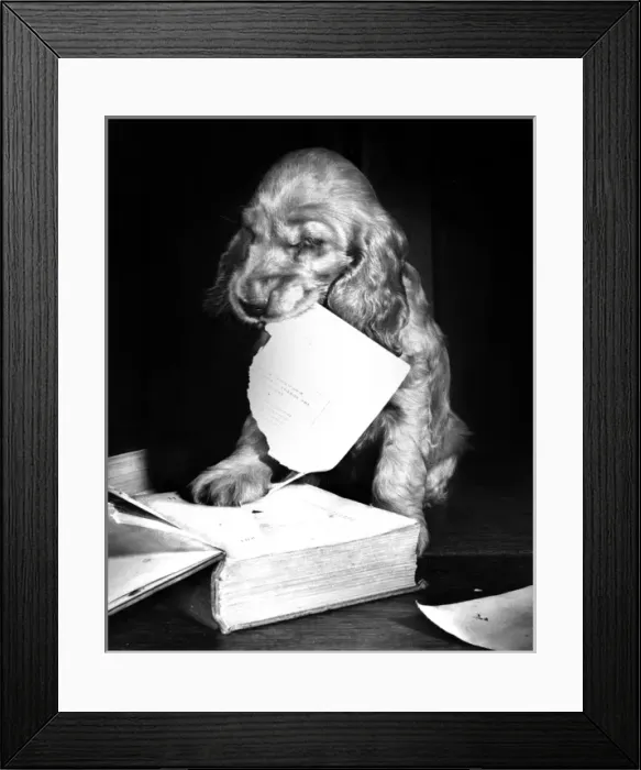 Framed Print : Susi - (insert) Framed Print : Susi - (insert)