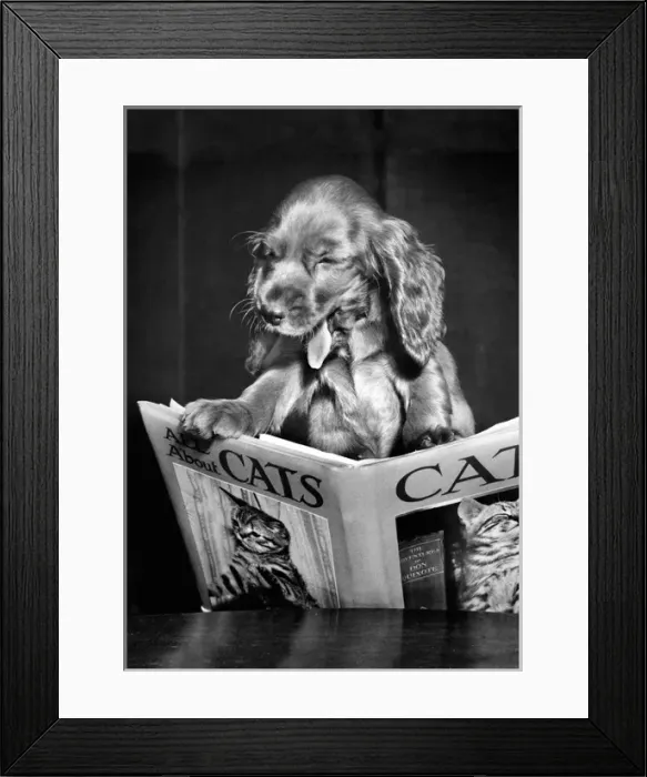 Framed Print : Susi - (insert) Framed Print : Susi - (insert)