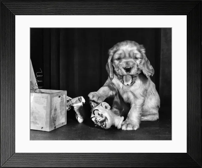 Framed Print : Susi - (insert) Framed Print : Susi - (insert)
