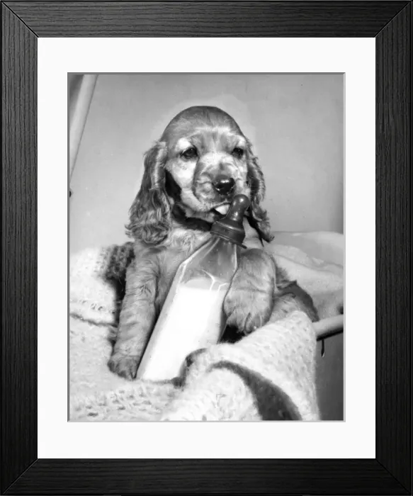 Framed Print : Susi - (insert) Framed Print : Susi - (insert)